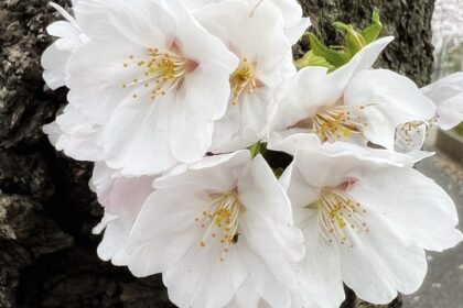 UtopiaLyricについて｜桜の写真